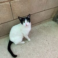 Blanca