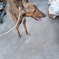 Alma
