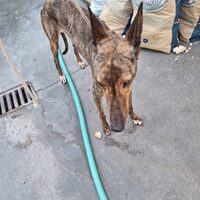 Alma