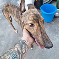 Alma