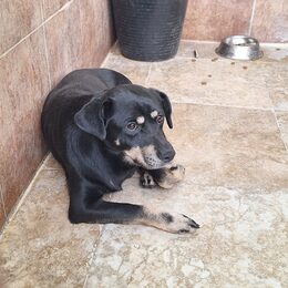 Bruno