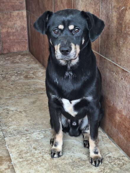 Bruno