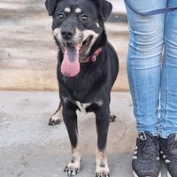 Bruno