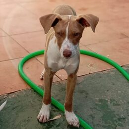 Jacinto