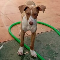 Jacinto