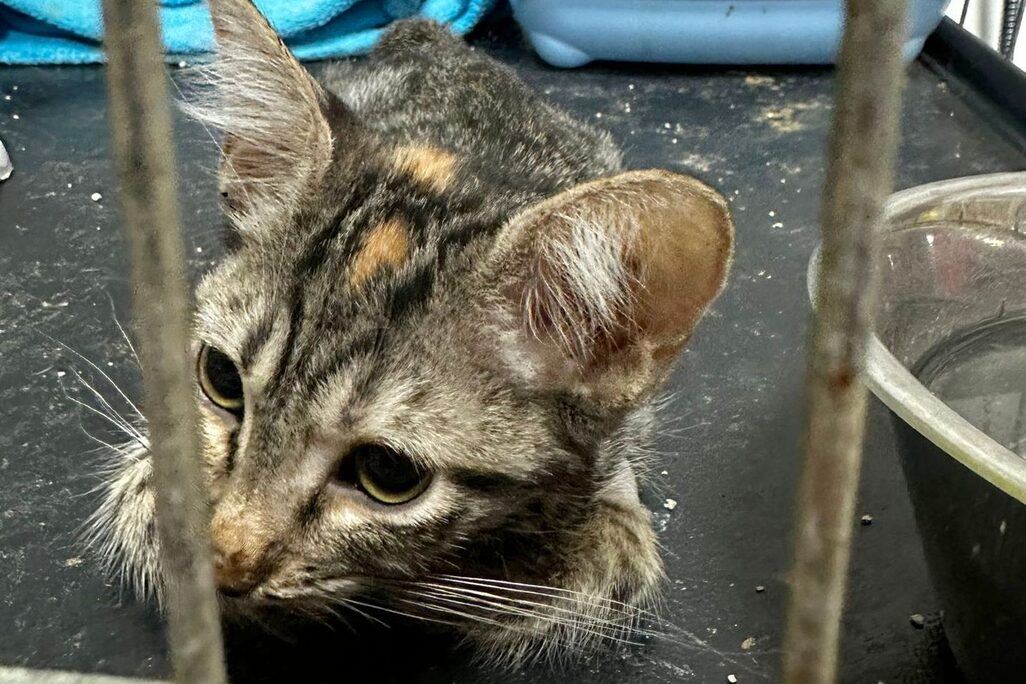 Katzen in der Perrera