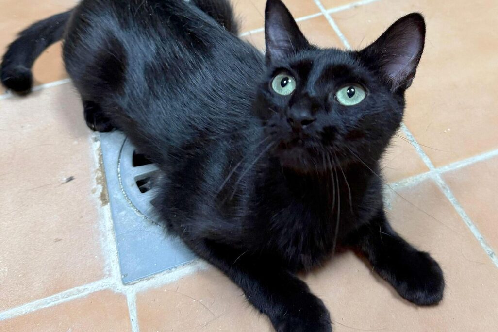 Katzen in der Perrera