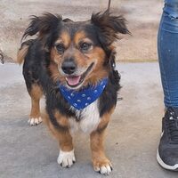 Sammy