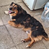 Sammy