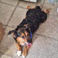 Sammy